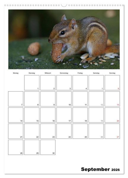 Produktbild: Streifenh&ouml;rnchen - neugierige Nager (hochwertiger Premium Wandkalender 2026 DIN A2 hoch), Kunstdruck in Hochglanz
