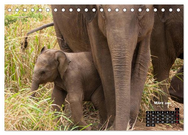 Produktbild: Bedrohte Riesen - Elefanten in Sri Lanka (Tischkalender 2026 DIN A5 quer), CALVENDO Monatskalender