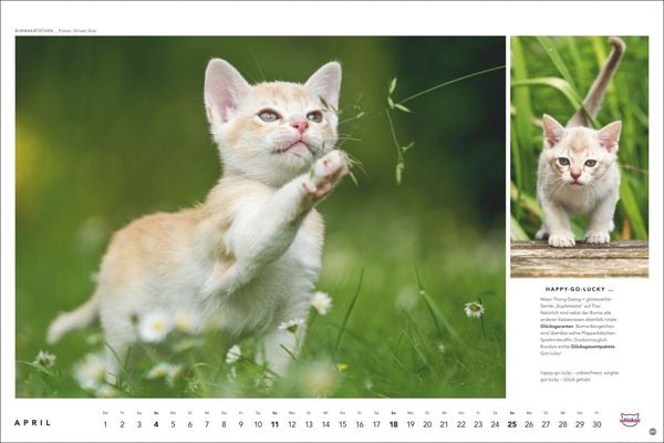 Produktbild: Whiskas Katzenkalender 2027