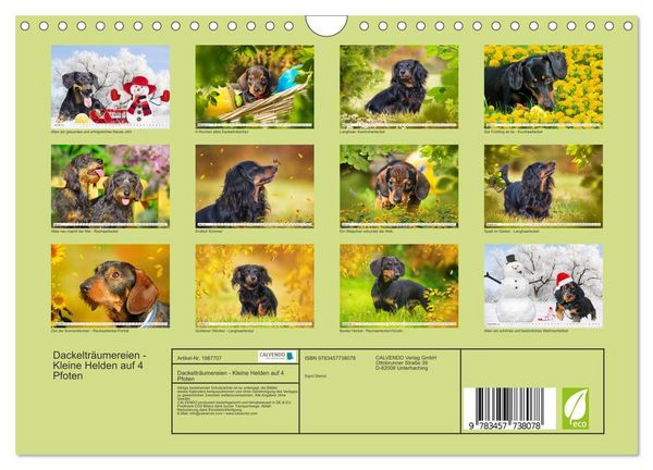 Produktbild: Dackeltr&auml;umereien - Kleine Helden auf 4 Pfoten (Wandkalender 2026 DIN A4 quer), CALVENDO Monatskalender