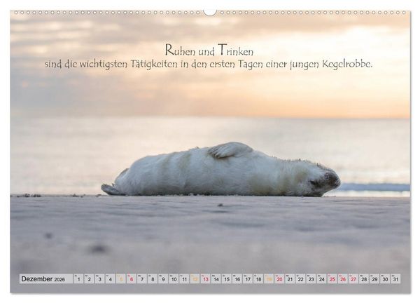 Produktbild: Kegelrobben auf der Insel D&uuml;ne (hochwertiger Premium Wandkalender 2026 DIN A2 quer), Kunstdruck in Hochglanz
