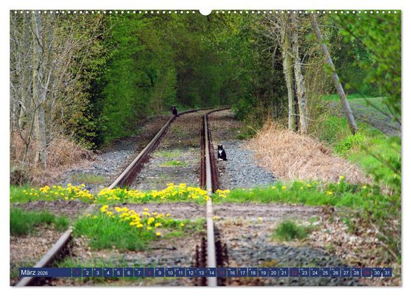 Produktbild: Sch&ouml;nes Ammerland (hochwertiger Premium Wandkalender 2026 DIN A2 quer), Kunstdruck in Hochglanz