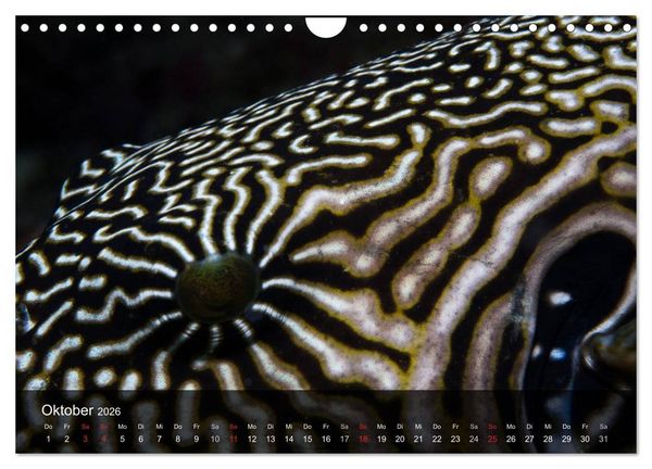Produktbild: Unterwasser Strukuren (Wandkalender 2026 DIN A4 quer), CALVENDO Monatskalender