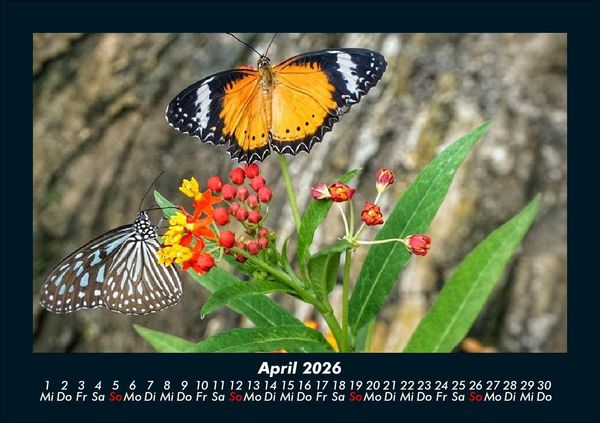 Produktbild: Bunte Pracht der Schmetterlinge 2026 Fotokalender DIN A5
