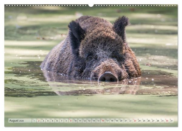 Produktbild: Emotionale Momente: Wild und Jagd. (hochwertiger Premium Wandkalender 2026 DIN A2 quer), Kunstdruck in Hochglanz