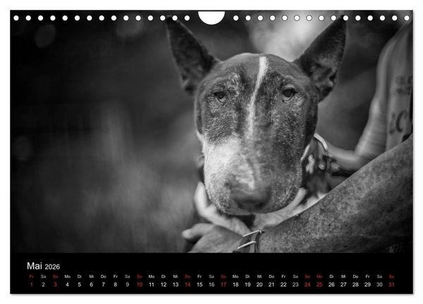 Produktbild: Bullterrier (Wandkalender 2026 DIN A4 quer), CALVENDO Monatskalender