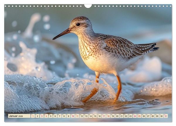 Produktbild: Strandl&auml;ufer - immer flink unterwegs (Wandkalender 2026 DIN A3 quer), CALVENDO Monatskalender