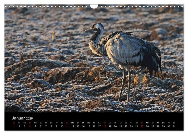 Produktbild: Kranich-Land Brandenburg (Wandkalender 2026 DIN A3 quer), CALVENDO Monatskalender