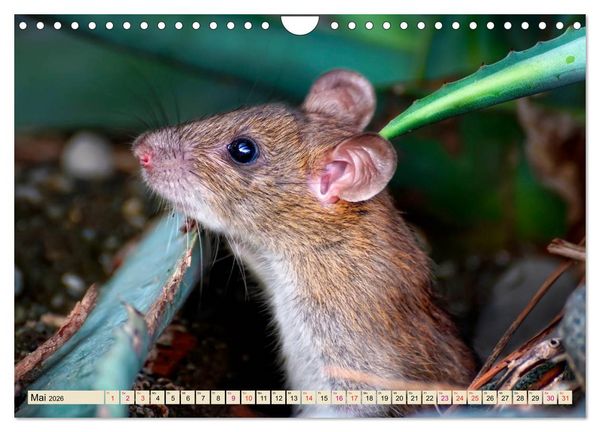 Produktbild: Kleiner Nager - Maus (Wandkalender 2026 DIN A4 quer), CALVENDO Monatskalender
