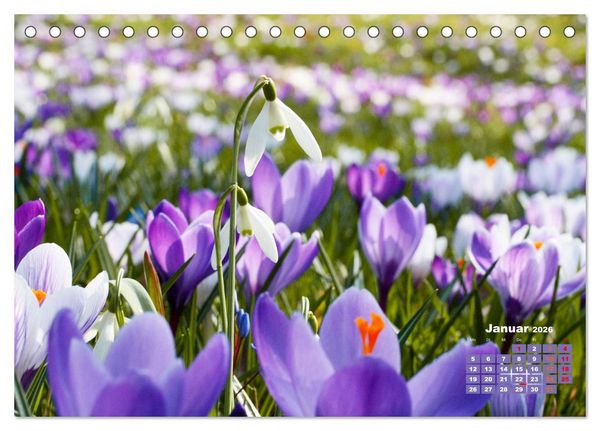 Produktbild: Urlaub im Garten (Tischkalender 2026 DIN A5 quer), CALVENDO Monatskalender