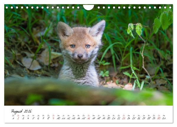 Produktbild: Fuchs entdeckt - im Naturparadies der Mecklenburgischen Seenplatte (Wandkalender 2026 DIN A4 quer), CALVENDO Monatskalender