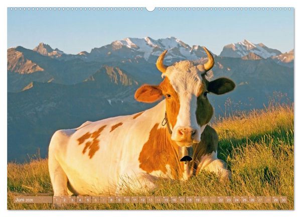 Produktbild: Kuh-Idylle: Suchen Sie die Ruhe in der Natur? (hochwertiger Premium Wandkalender 2026 DIN A2 quer), Kunstdruck in Hochglanz