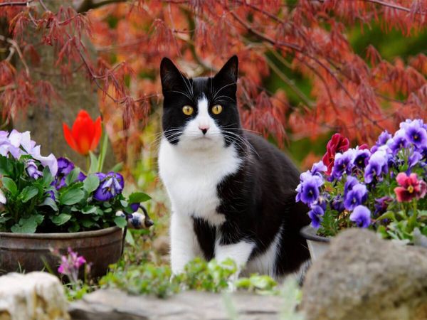 Produktbild: CALVENDO Puzzle Schwarz-wei&szlig;e Katze im bl&uuml;henden Garten | 1000 Teile Lege-Gr&ouml;&szlig;e 64x48cm Foto-Puzzle f&uuml;r gl&uuml;ckliche Stunden
