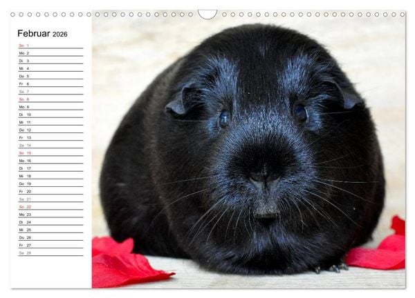 Produktbild: Meerschweinchen Niedliche Herzensbrecher (Wandkalender 2026 DIN A3 quer), CALVENDO Monatskalender