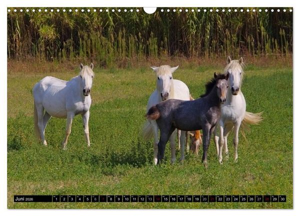 Produktbild: Camargue - Im Land der wei&szlig;en Pferde und schwarzen Stiere (Wandkalender 2026 DIN A3 quer), CALVENDO Monatskalender
