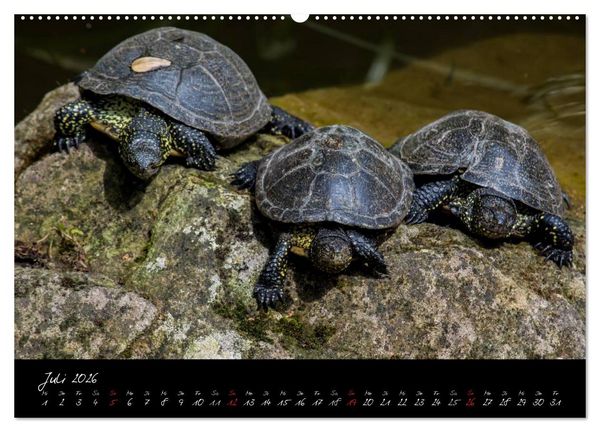 Produktbild: Tiergarten N&uuml;rnberg (hochwertiger Premium Wandkalender 2026 DIN A2 quer), Kunstdruck in Hochglanz