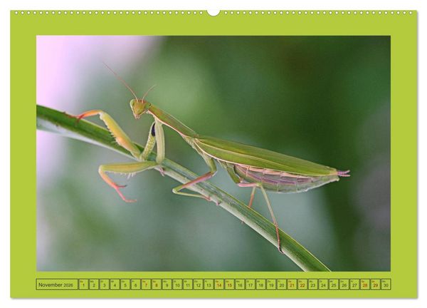 Produktbild: Die Gottesanbeterin Mantis Religiosa (hochwertiger Premium Wandkalender 2026 DIN A2 quer), Kunstdruck in Hochglanz