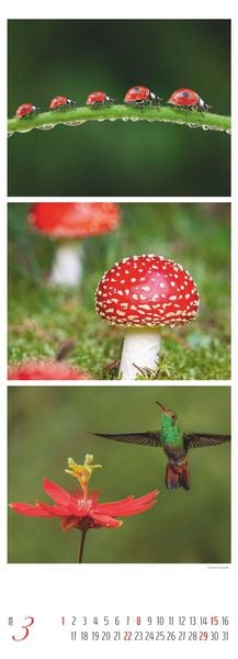 Produktbild: Colours of Nature - Triplets 2026 - Streifenkalender XXL 25x69 cm - Bildkalender im Hochformat - Naturkalender - Wandkalender - Wandplaner