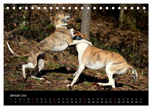 Produktbild: Whippets in Aktion (Tischkalender 2026 DIN A5 quer), CALVENDO Monatskalender