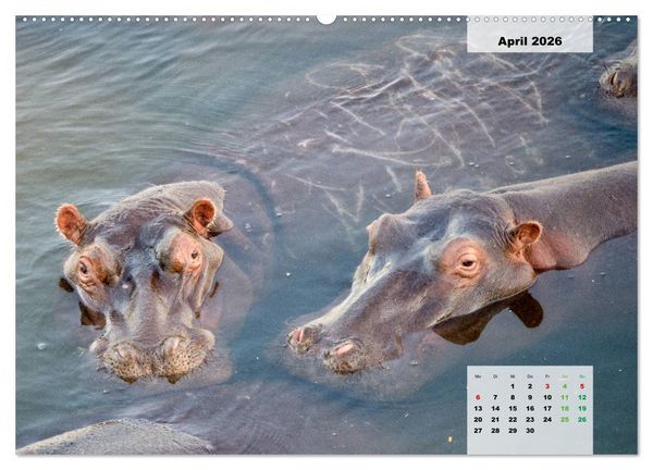 Produktbild: Nilpferde, Kolosse im Wasser (hochwertiger Premium Wandkalender 2026 DIN A2 quer), Kunstdruck in Hochglanz