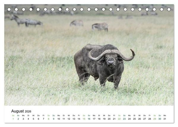 Produktbild: B&uuml;ffel - wild und sch&ouml;n (Tischkalender 2026 DIN A5 quer), CALVENDO Monatskalender