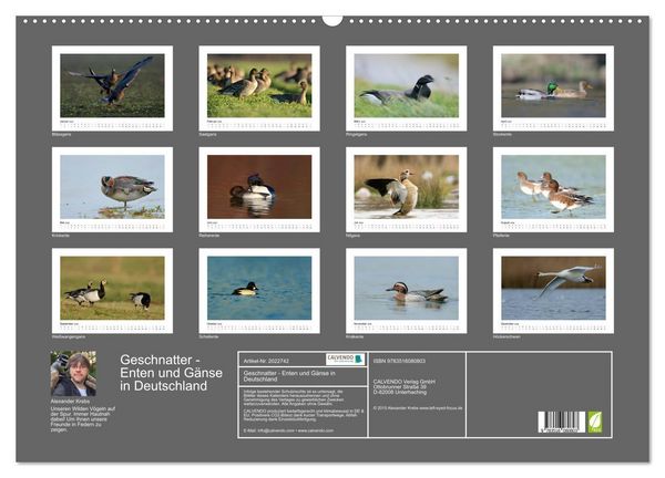 Produktbild: Geschnatter - Enten und G&auml;nse in Deutschland (Wandkalender 2026 DIN A2 quer), CALVENDO Monatskalender