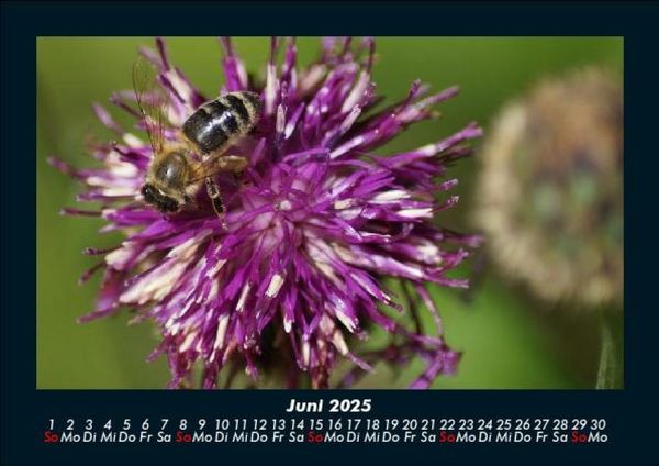 Produktbild: Pflanzen und Bl&uuml;ten 2025 Fotokalender DIN A5