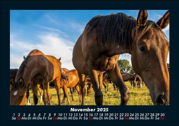 Produktbild: Pferde Kalender 2025 Fotokalender DIN A5