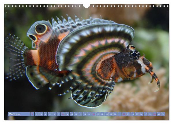 Produktbild: Bunte Welt der Fische (Wandkalender 2026 DIN A3 quer), CALVENDO Monatskalender