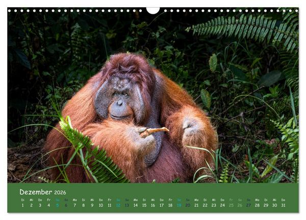 Produktbild: Orang Utans - Indonesien (Wandkalender 2026 DIN A3 quer), CALVENDO Monatskalender