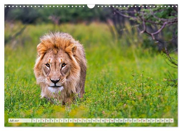 Produktbild: Afrikas Tierwelt - L&ouml;wen (Wandkalender 2027 DIN A3 quer), CALVENDO Monatskalender