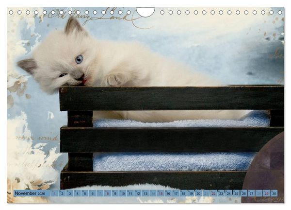 Produktbild: RAGDOLLS Impressionen aus der Kinderstube (Wandkalender 2026 DIN A4 quer), CALVENDO Monatskalender