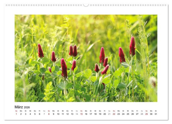 Produktbild: Mein Sehnsuchtsort, die Blumenwiese (Wandkalender 2026 DIN A2 quer), CALVENDO Monatskalender