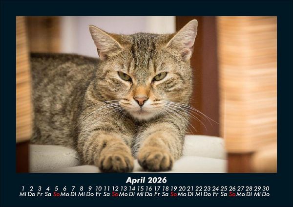 Produktbild: F&uuml;r Katzenfreunde 2026 Fotokalender DIN A5