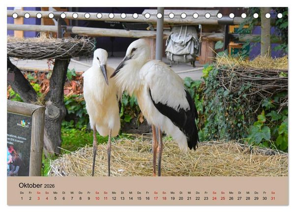 Produktbild: Der Storchenkalender (Tischkalender 2026 DIN A5 quer), CALVENDO Monatskalender