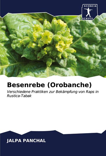 Produktbild: Besenrebe (Orobanche)