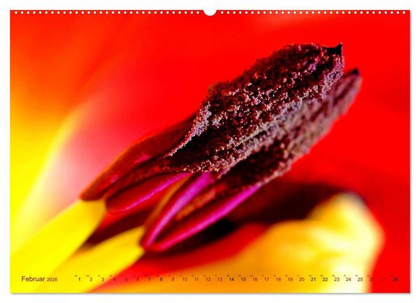 Produktbild: DEEP INSIDE - Bl&uuml;tenmakros (hochwertiger Premium Wandkalender 2026 DIN A2 quer), Kunstdruck in Hochglanz