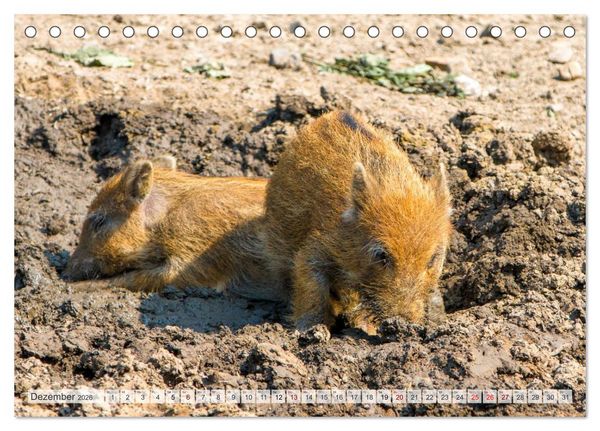 Produktbild: Wildschweine - Im Schatten des Waldes (Tischkalender 2026 DIN A5 quer), CALVENDO Monatskalender
