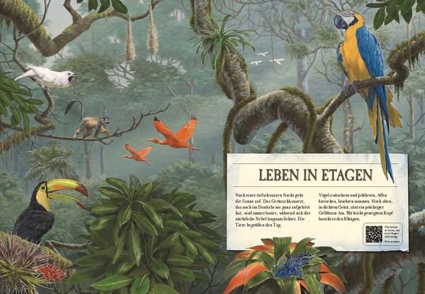 Produktbild: Verborgene Welt des Regenwaldes
