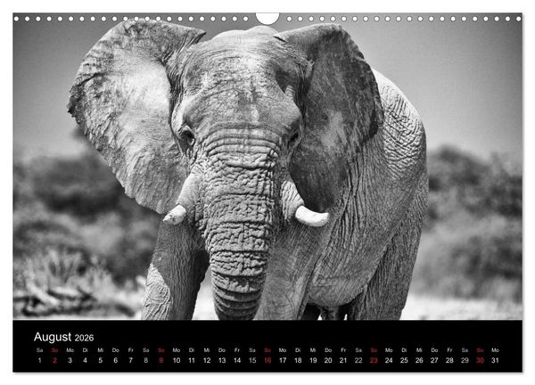 Produktbild: Elefanten Schwarz - Weiss (Wandkalender 2026 DIN A3 quer), CALVENDO Monatskalender