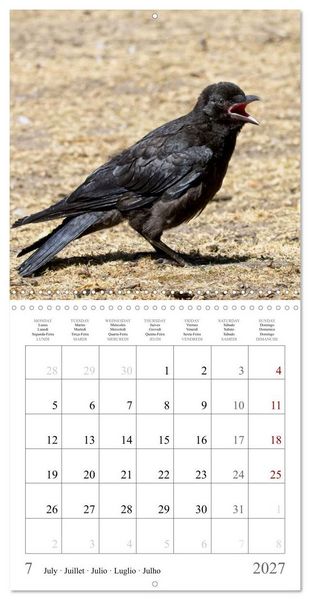 Produktbild: Crow Babies - Black, cute & always hungry (Wall Calendar 2027 12 &times; 12 Inch) CALVENDO 12 Month Wall Calendar