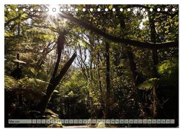 Produktbild: Prim&auml;rwald - Neuseeland (Tischkalender 2026 DIN A5 quer), CALVENDO Monatskalender