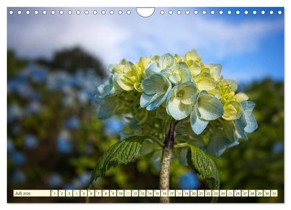 Produktbild: Hortensientr&auml;ume (Wandkalender 2026 DIN A4 quer), CALVENDO Monatskalender