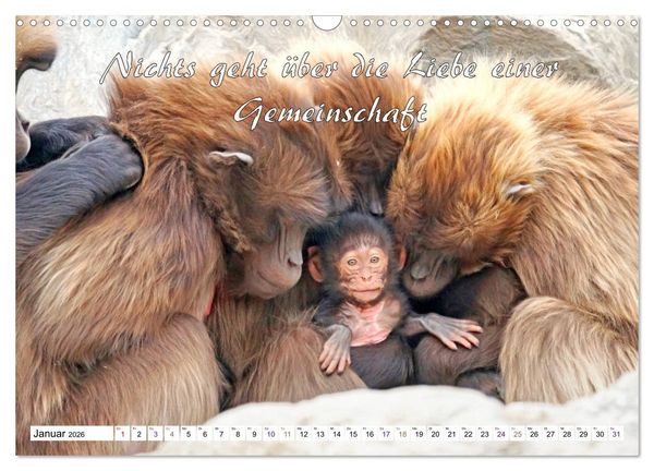 Produktbild: Tierbabies - Spruchkalender (Wandkalender 2026 DIN A3 quer), CALVENDO Monatskalender