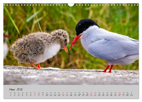 Produktbild: Brut- und Setzzeit. Neues Leben entsteht. (Wandkalender 2026 DIN A3 quer), CALVENDO Monatskalender
