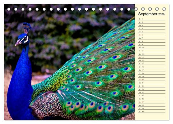 Produktbild: Pfaue. Pr&auml;chtig und schillernd (Tischkalender 2026 DIN A5 quer), CALVENDO Monatskalender