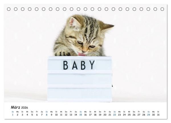 Produktbild: Tierkinder ganz frech (Tischkalender 2026 DIN A5 quer), CALVENDO Monatskalender