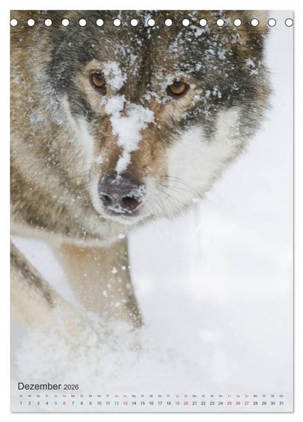 Produktbild: Emotionale Momente: Der Wolf. (Tischkalender 2026 DIN A5 hoch), CALVENDO Monatskalender