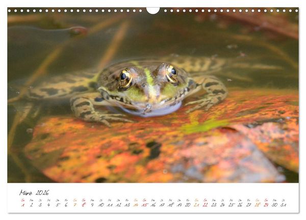 Produktbild: Frosch Karl, Hans und Max im Einklang der Natur (Wandkalender 2026 DIN A3 quer), CALVENDO Monatskalender