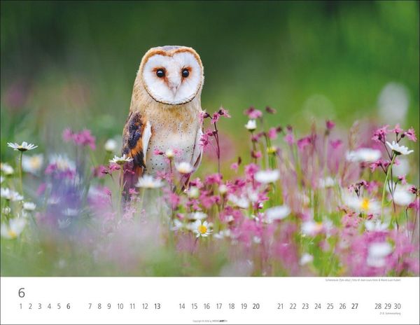 Produktbild: Eulen Kalender 2027